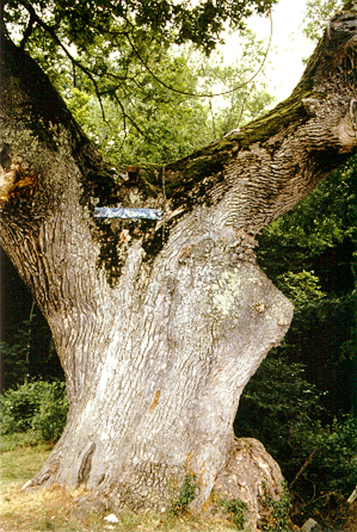 ARBRE SACRE NICHE D ARBRE VIERGE MARIE70 BRESILLEY 70092France